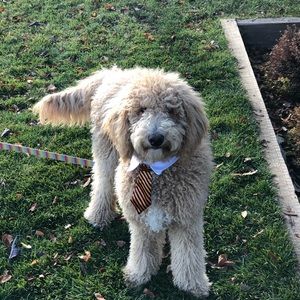 Meet your Posher, Anne